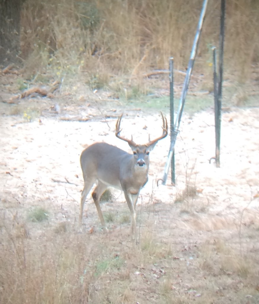 Texas deer hunting