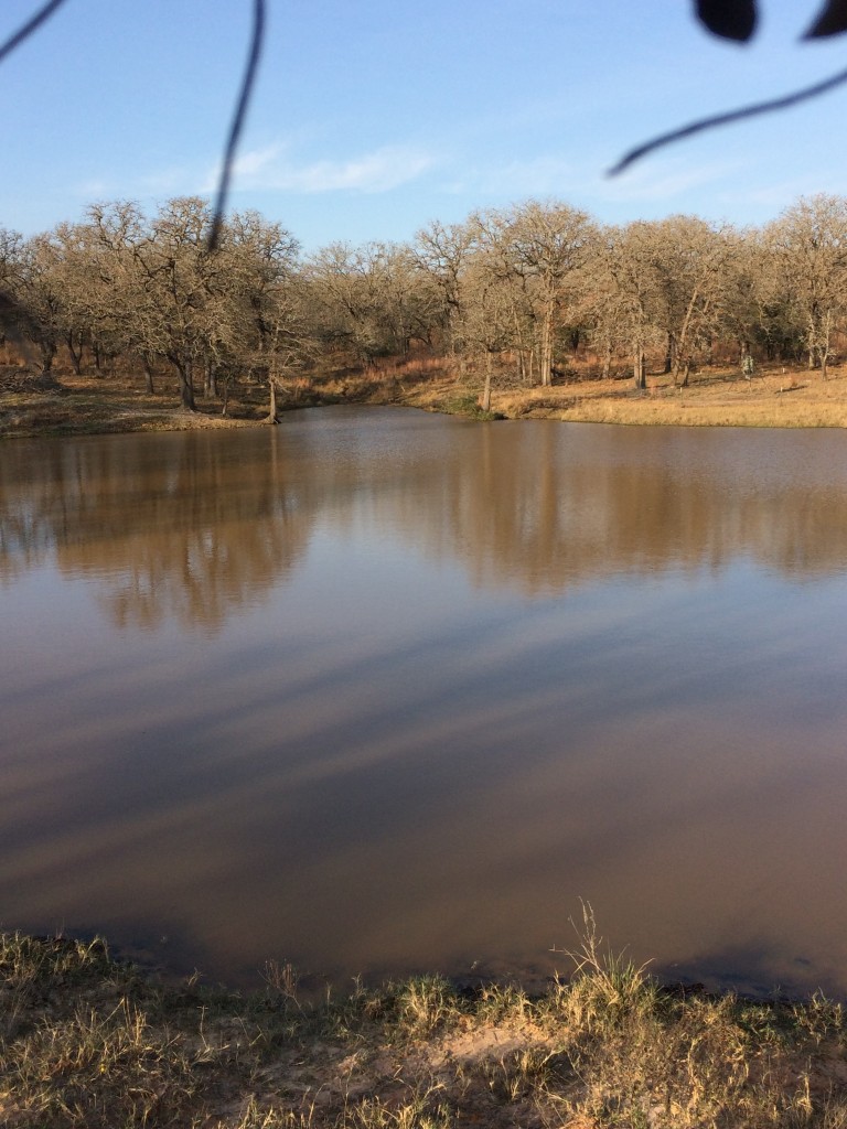 Texas deer hunting