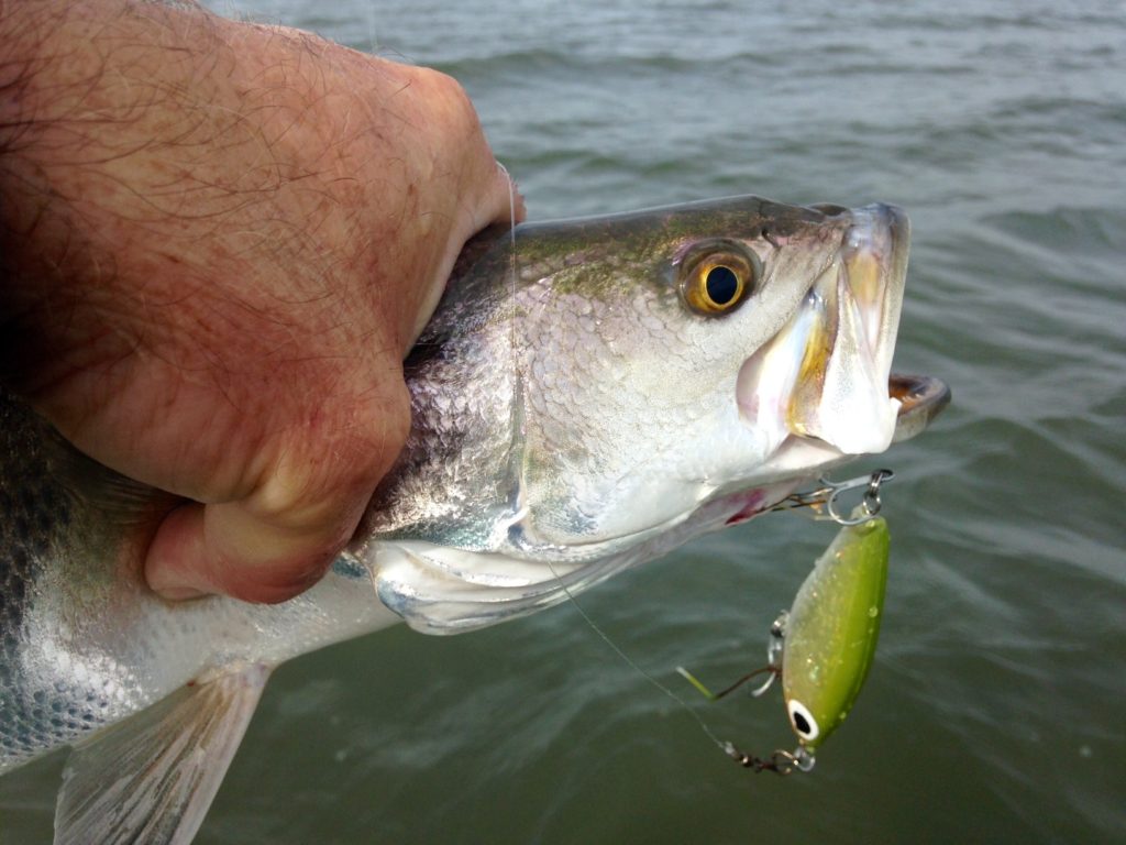 Texas Fishing