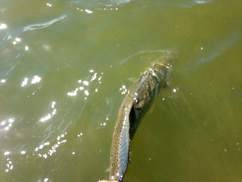 Texas Fishing