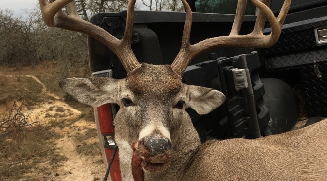 Texas deer hunting