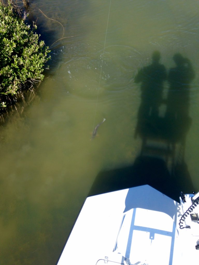 Texas Redfish