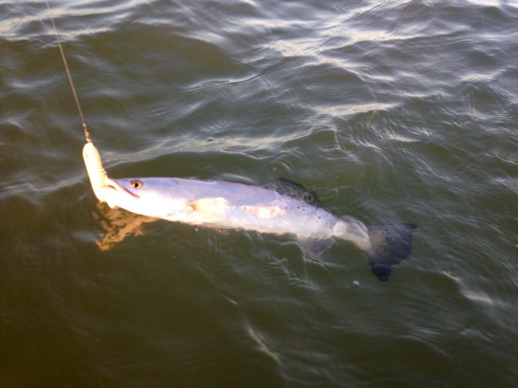 Trout fishing