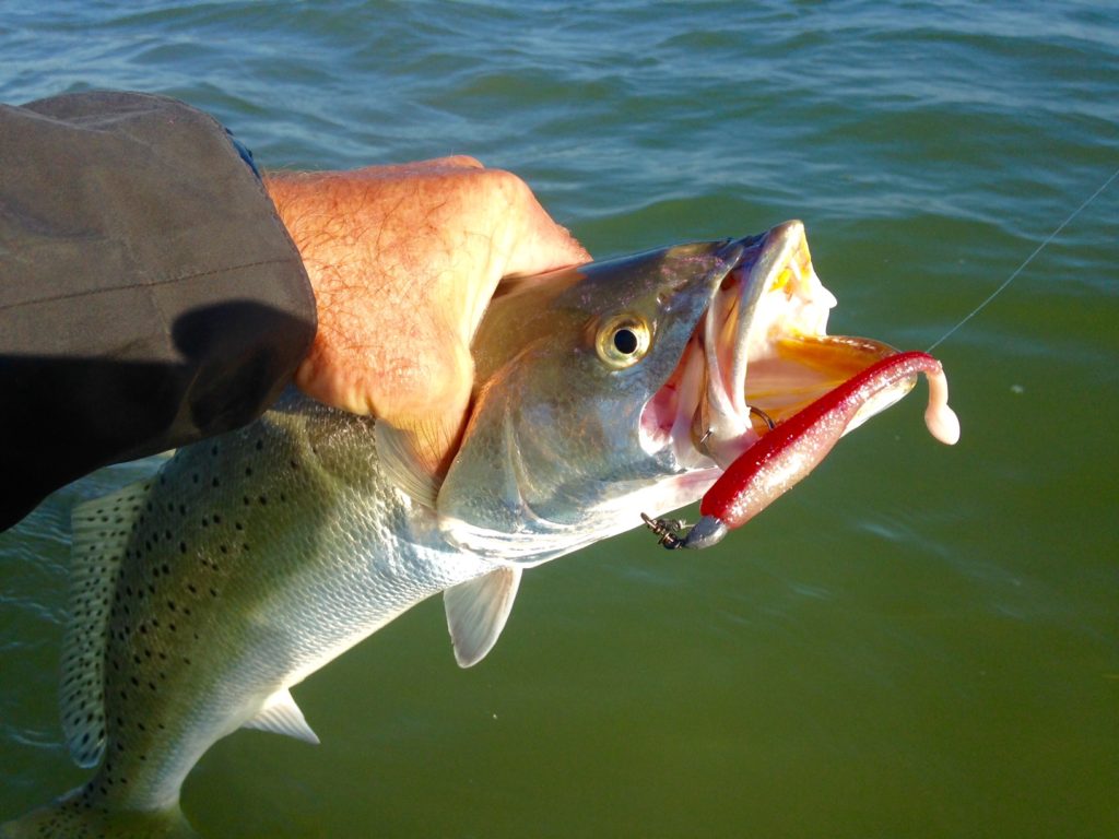 Speckled Trout