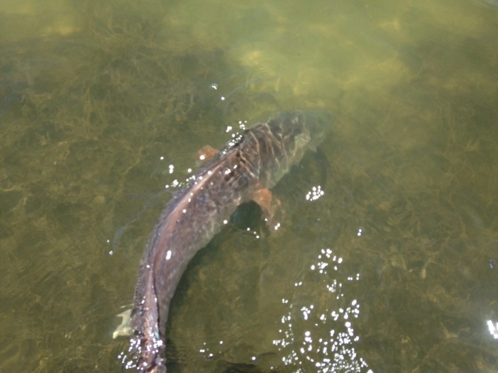 Redfish Texas