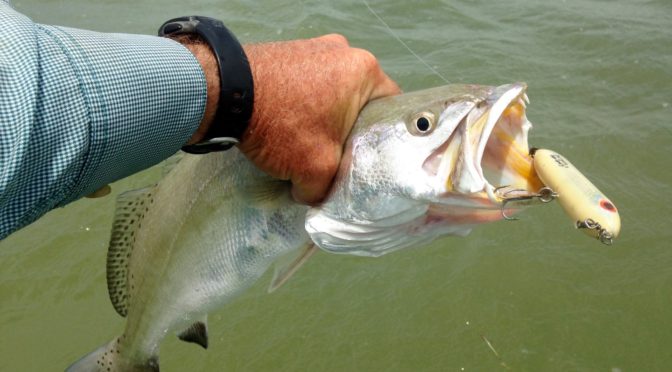 Top Water Speckled trout