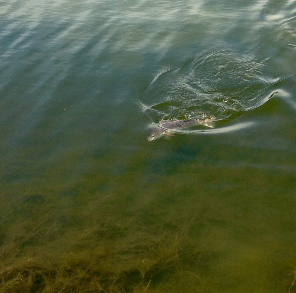 Texas Redfish