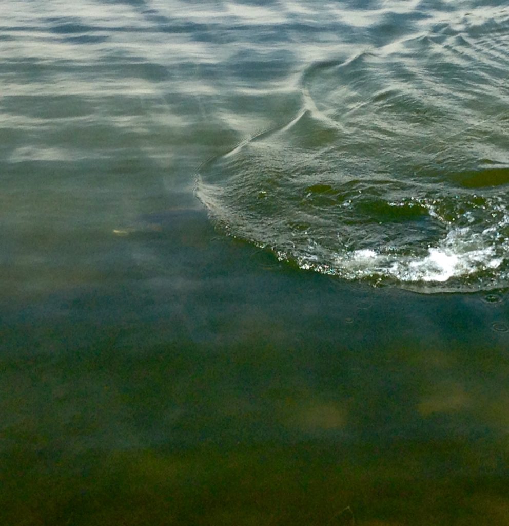 Texas Redfish