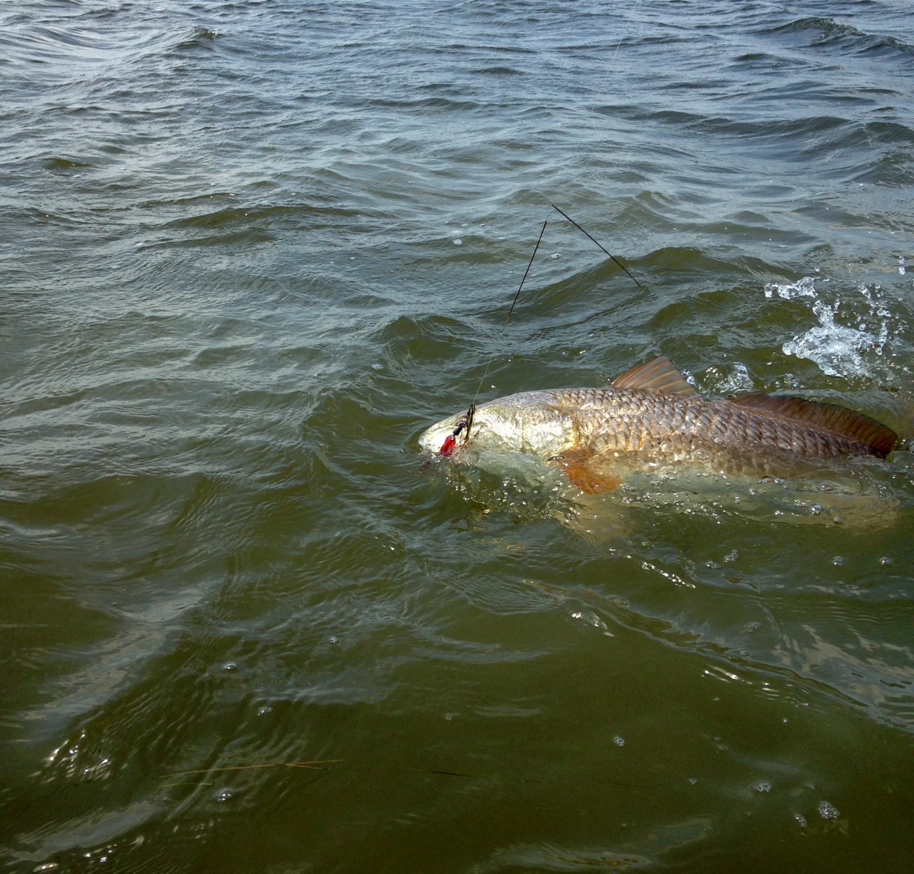 redfish