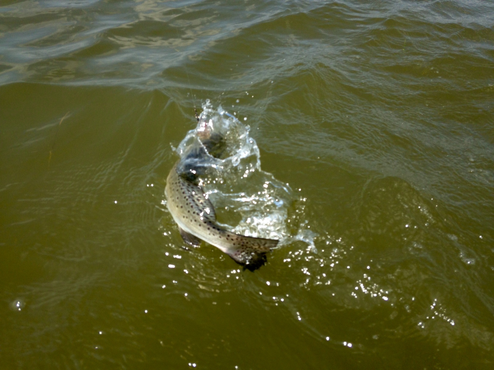 speckled trout