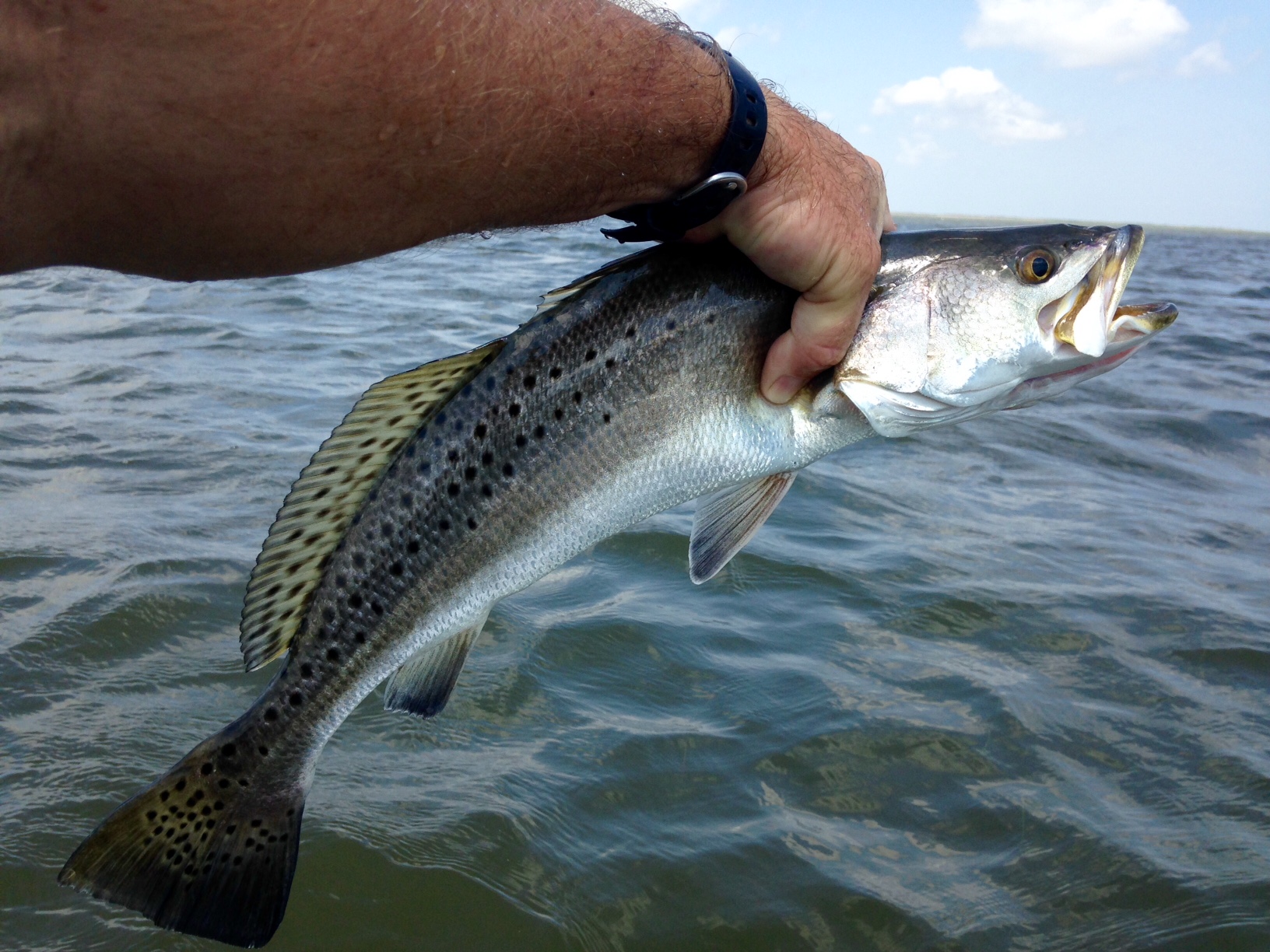 speckled trout