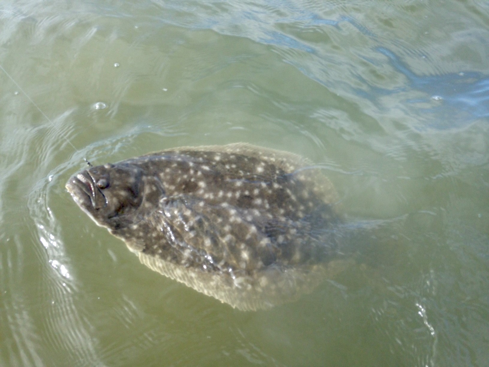 flounder