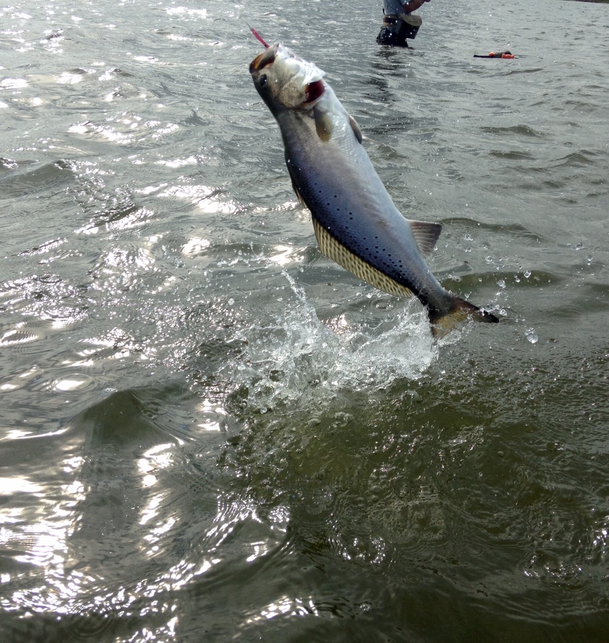 Speckled trout