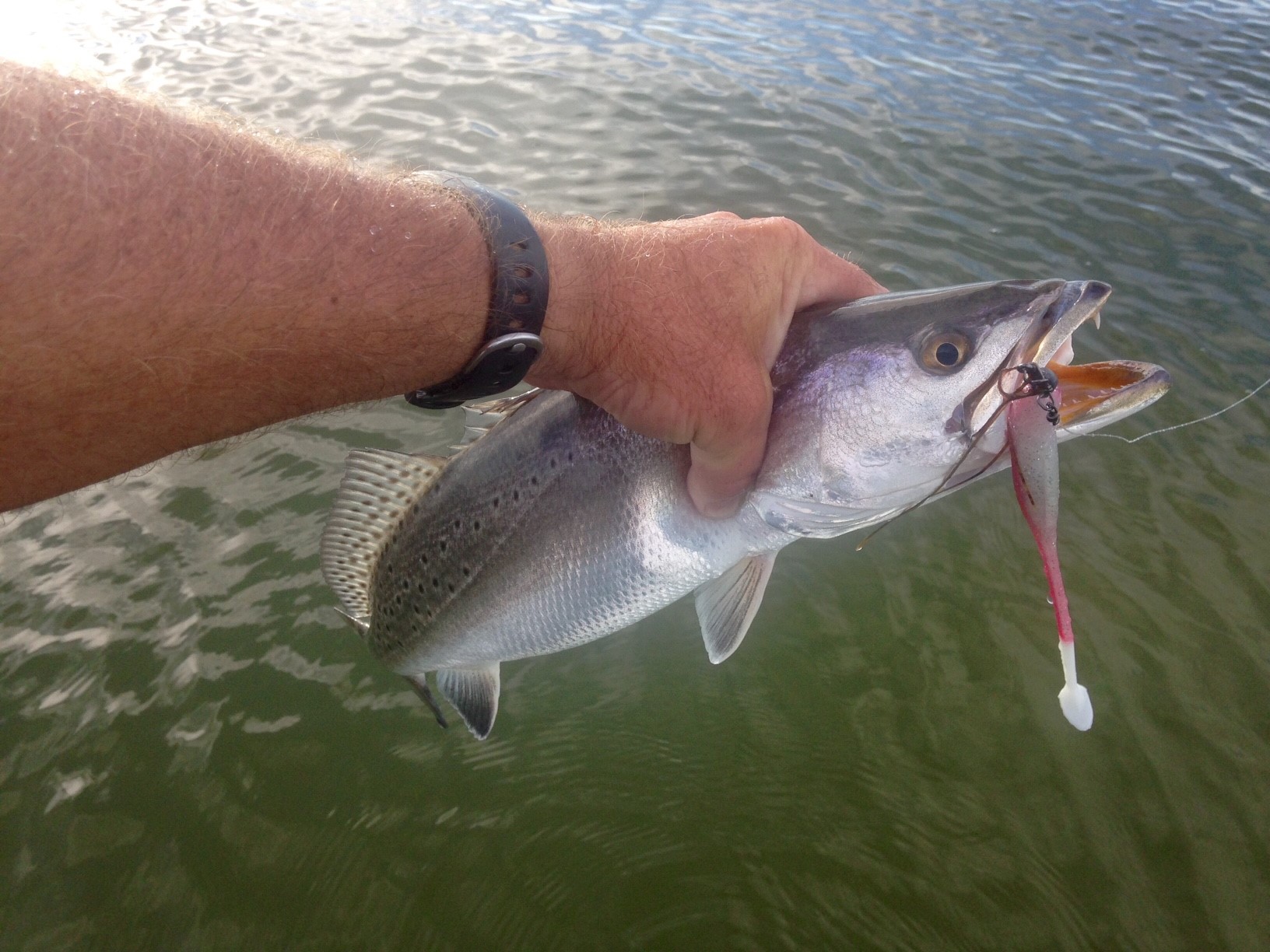 speckled trout