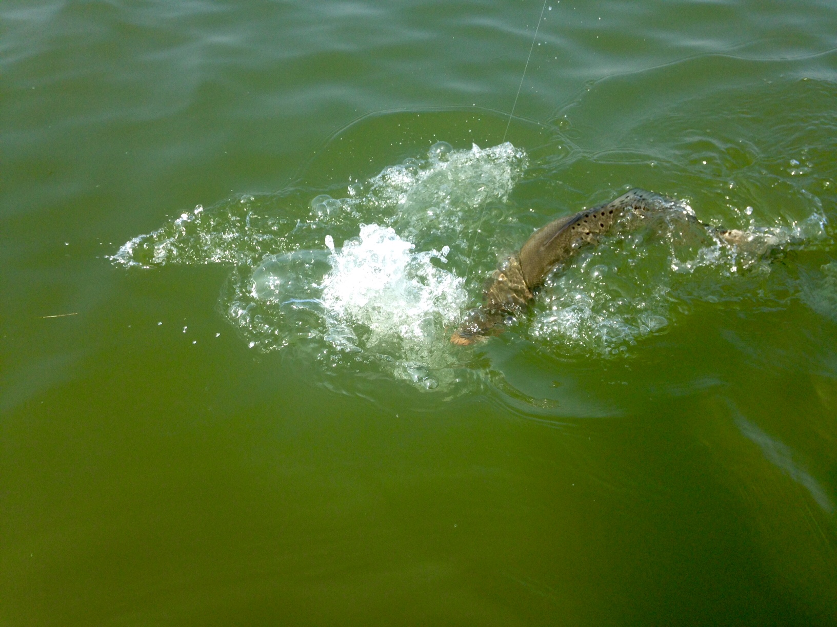 Speckled trout