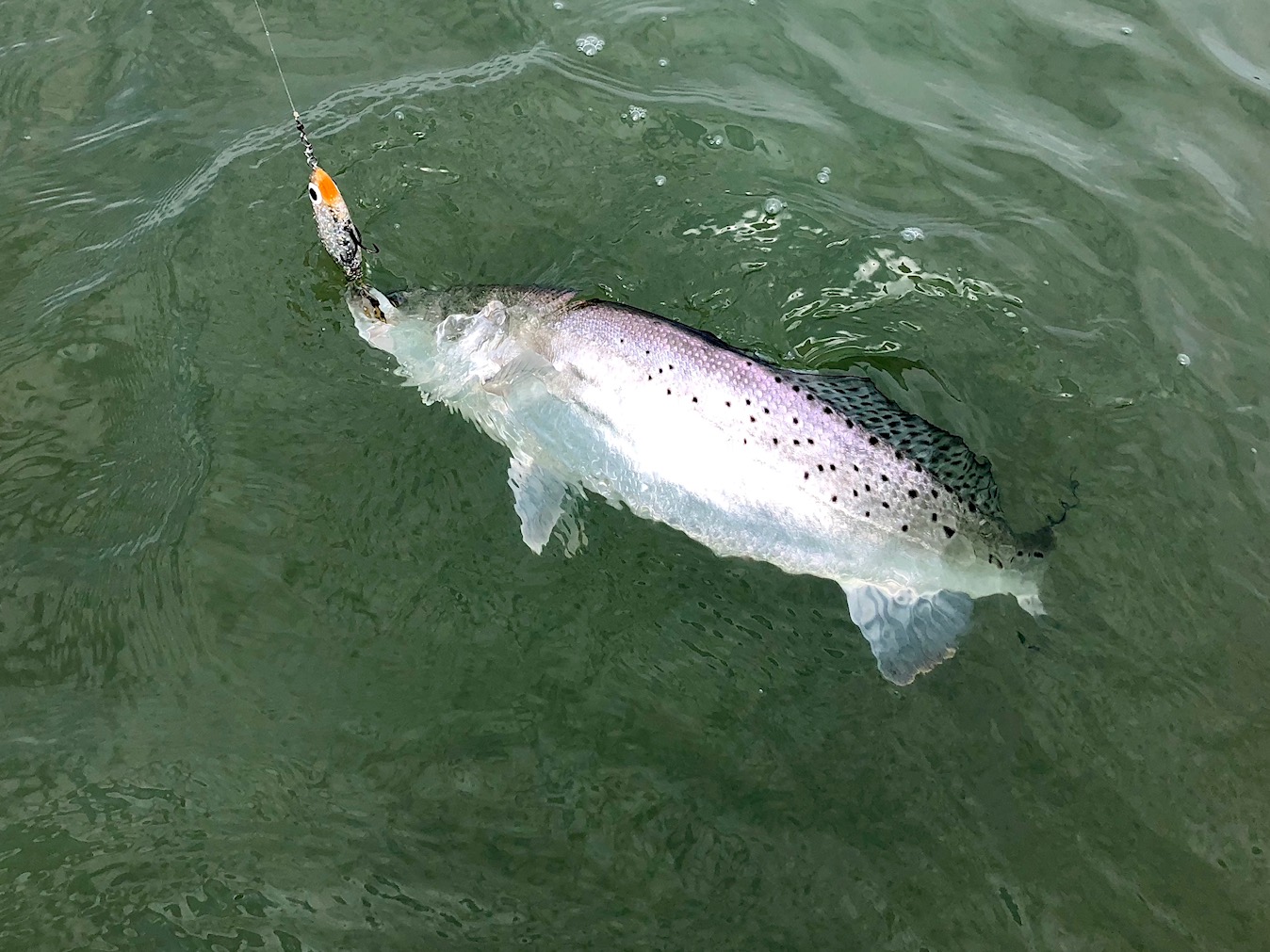 Speckled trout slot texas state