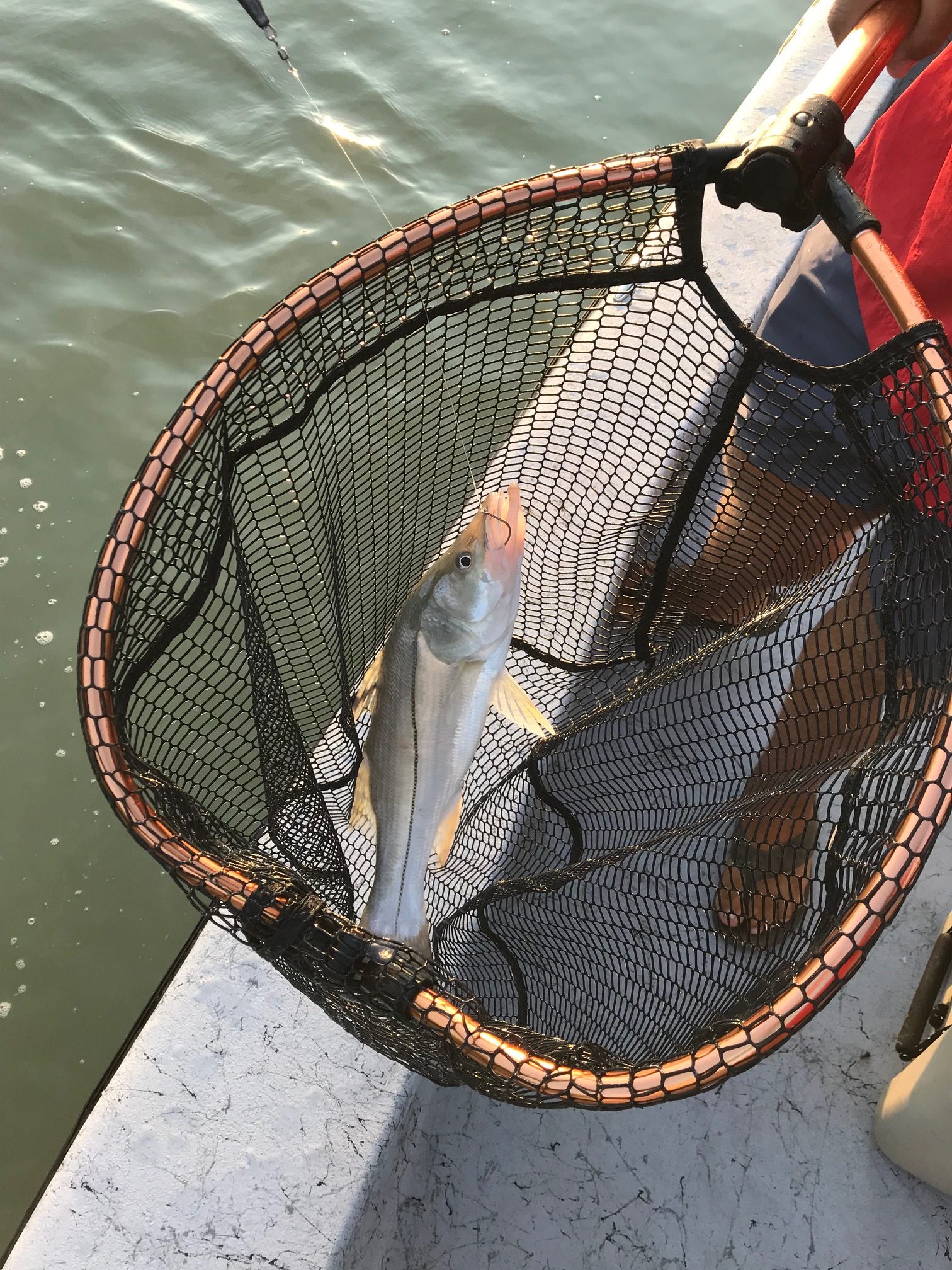 Texas snook