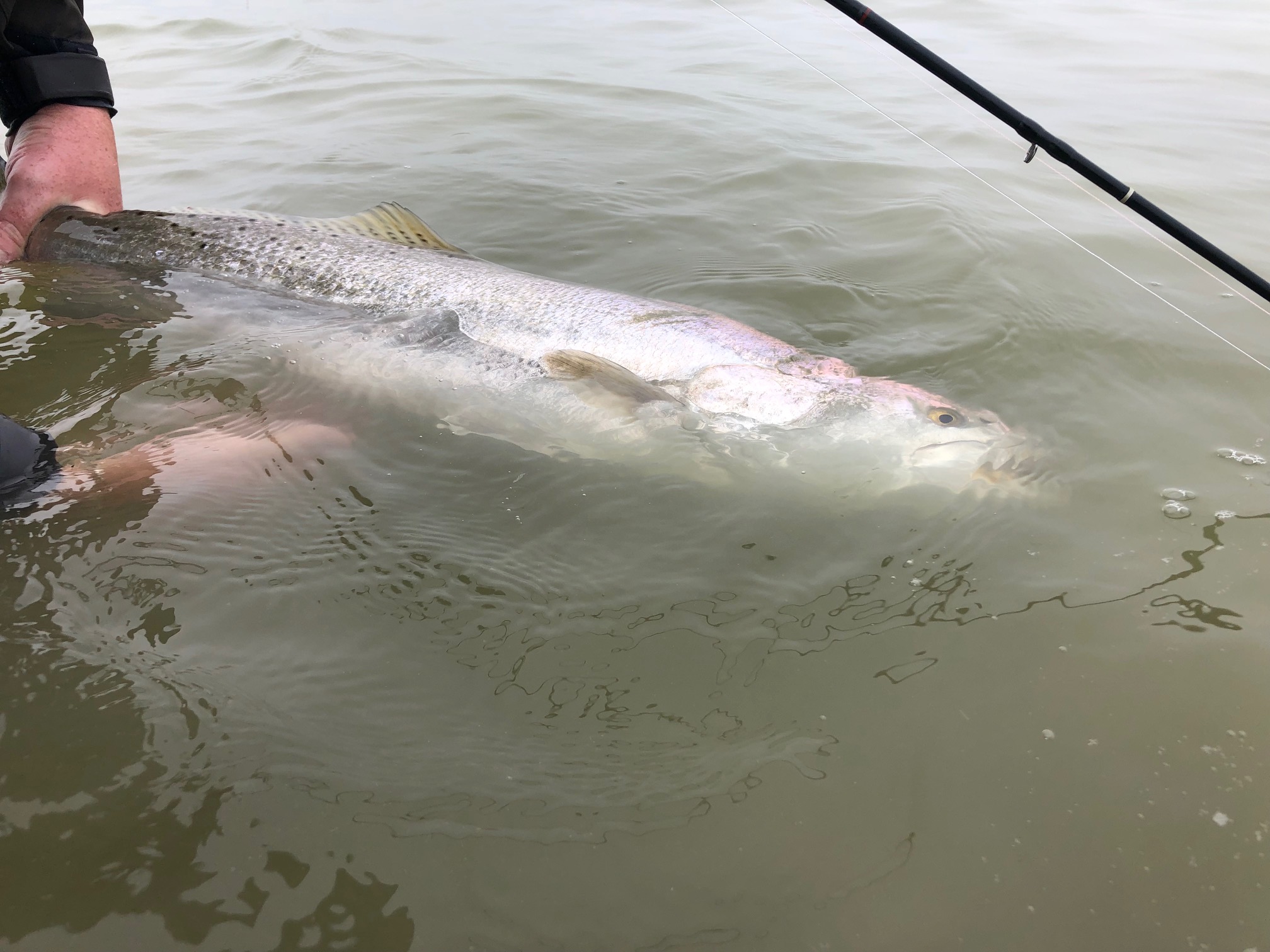 Port Mansfield Trout