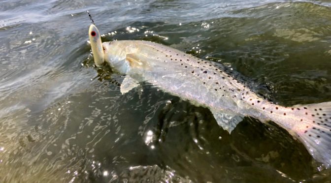 Top Water Trout