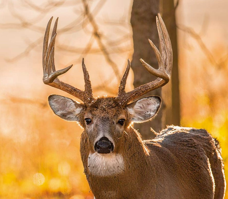 The 5 Best Tactics for Hunting Whitetail Deer