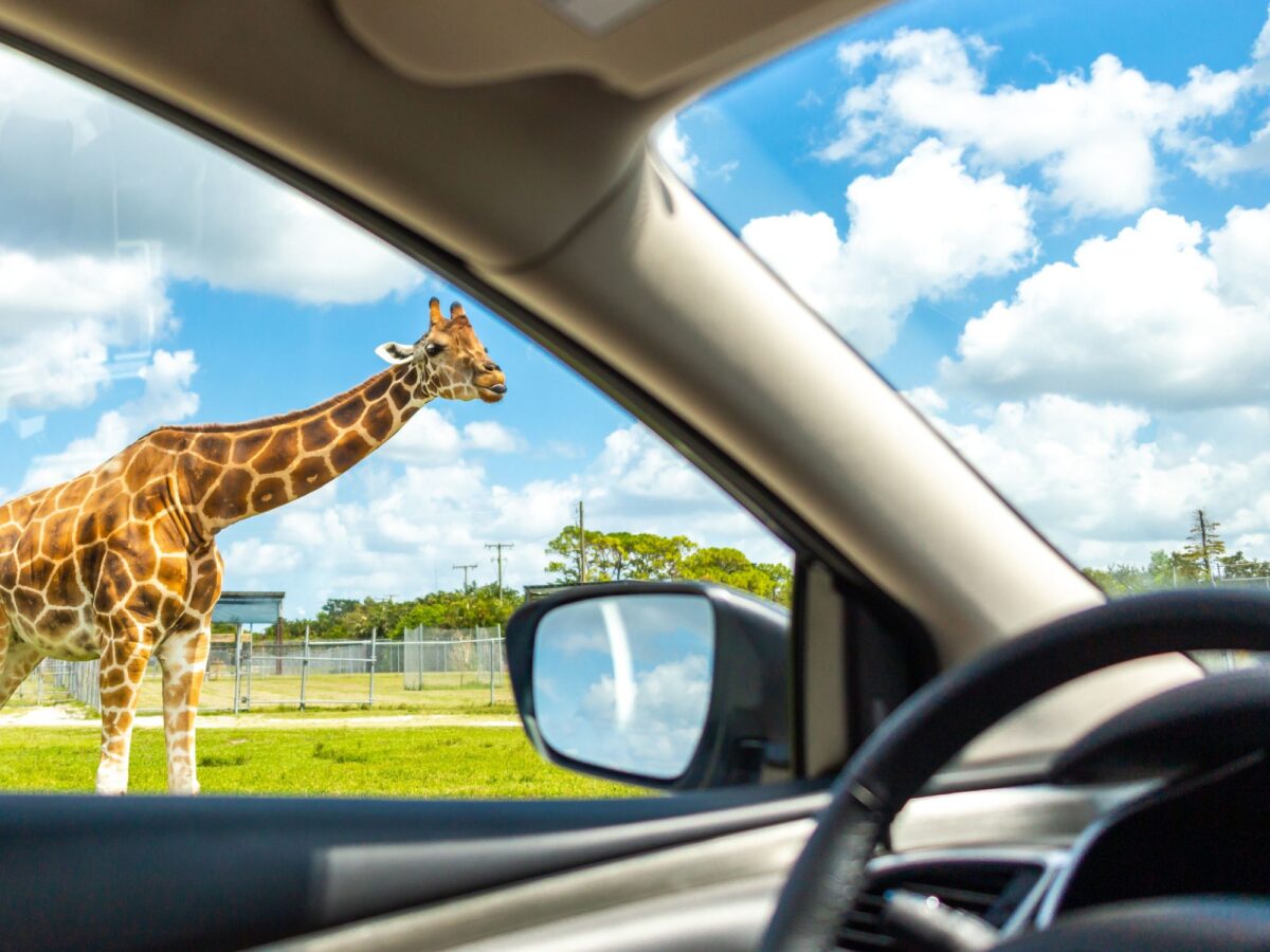 Incredible Wildlife Parks To See in Texas