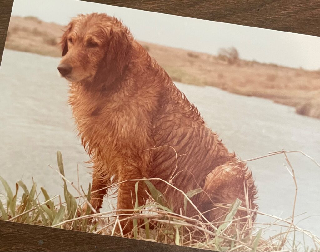 Golden Retriever