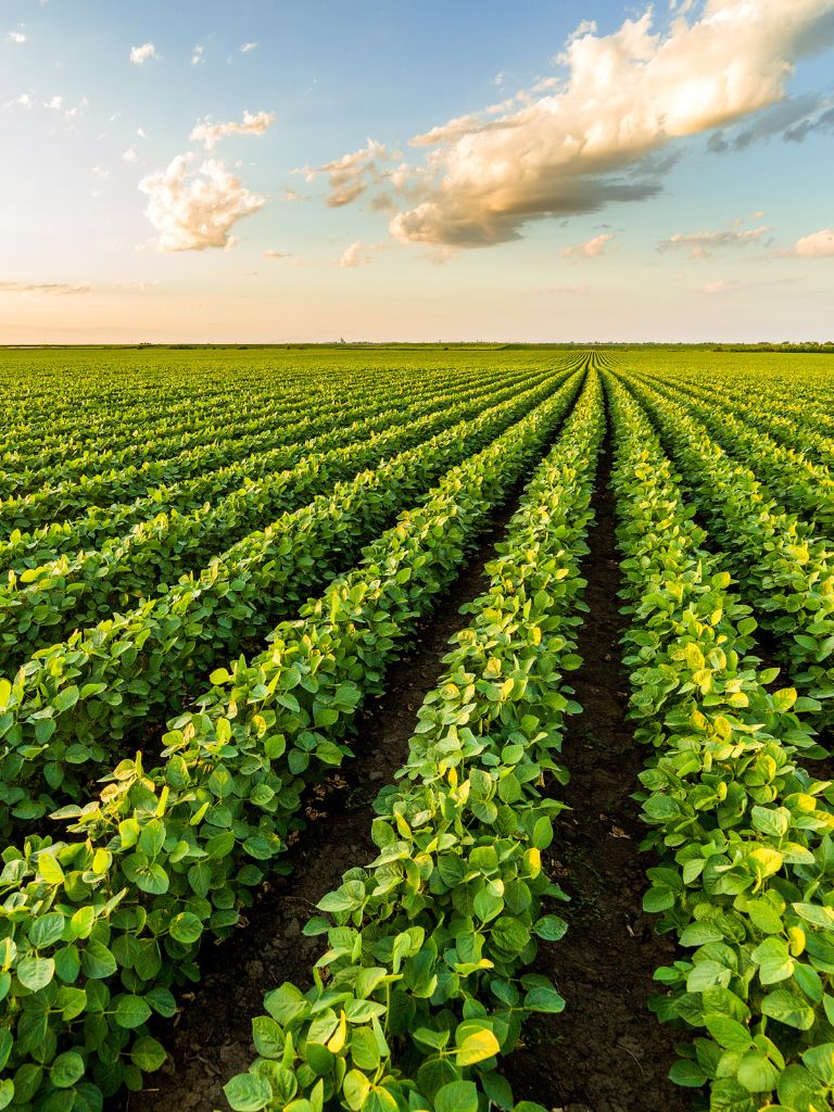 Creating Effective Crop Rotation for Sustainable Farming