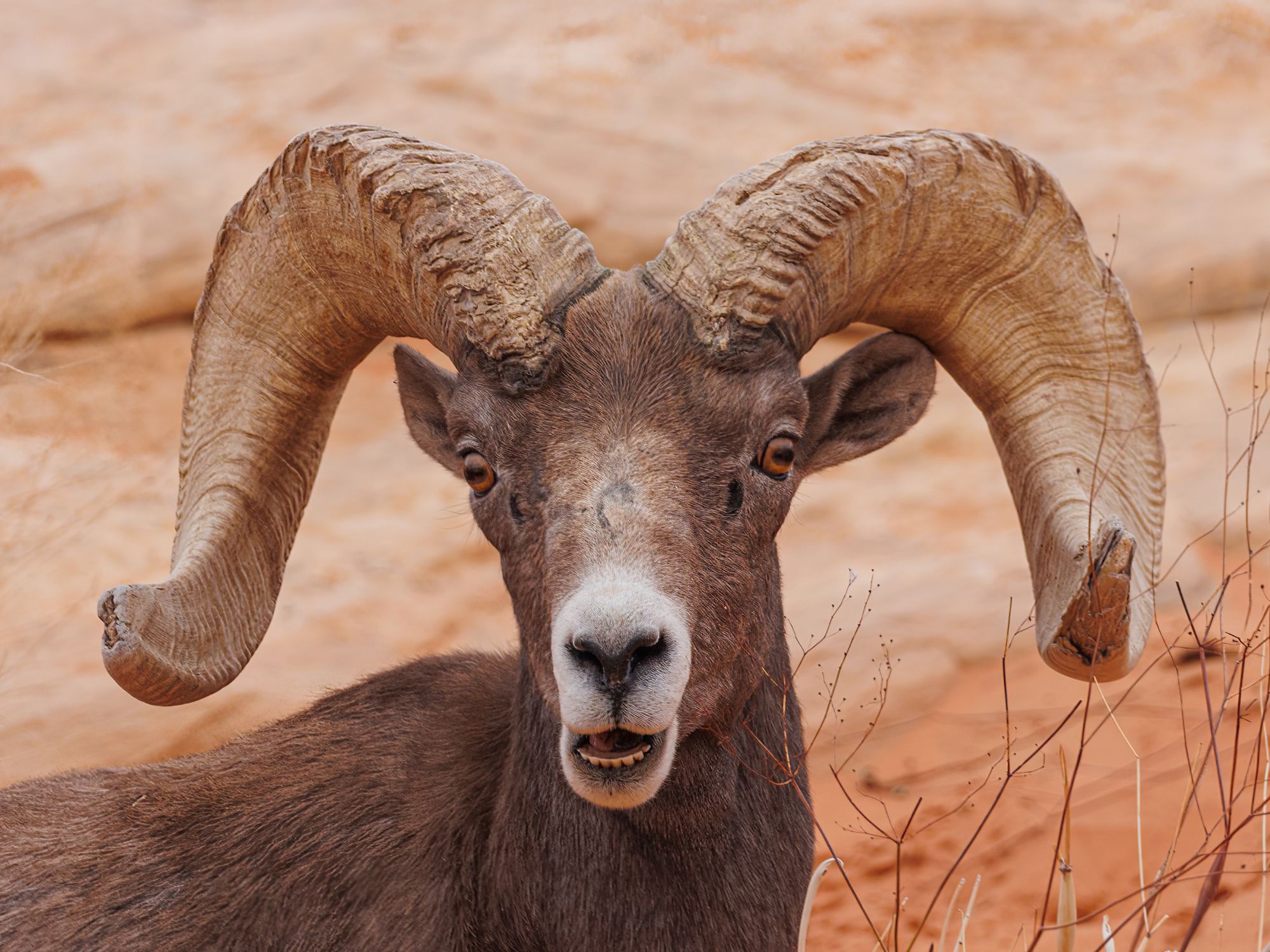 Places in Texas Where You Can See Bighorn Sheep