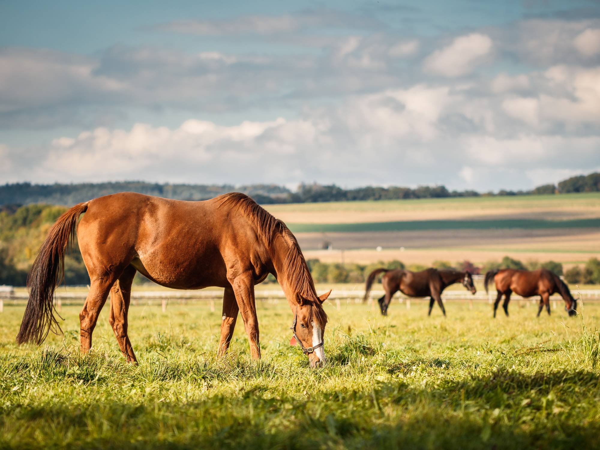 Chestnut and bay horses grazing on tall, green grass in a pasture with rolling hills surrounded by a white fence.