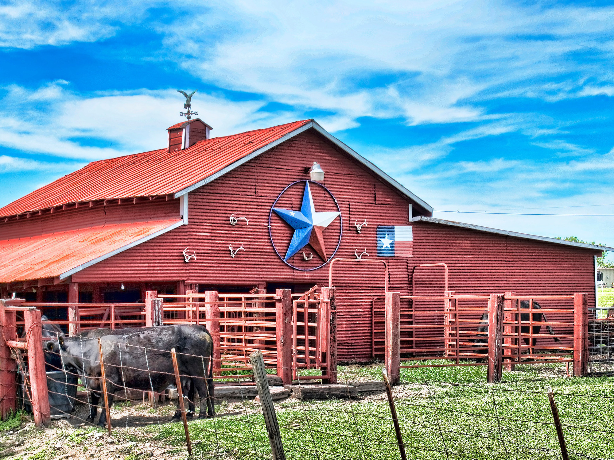 An old red barn displays the Texas star and flag on the side. Cattle surround the barn in the pasture.