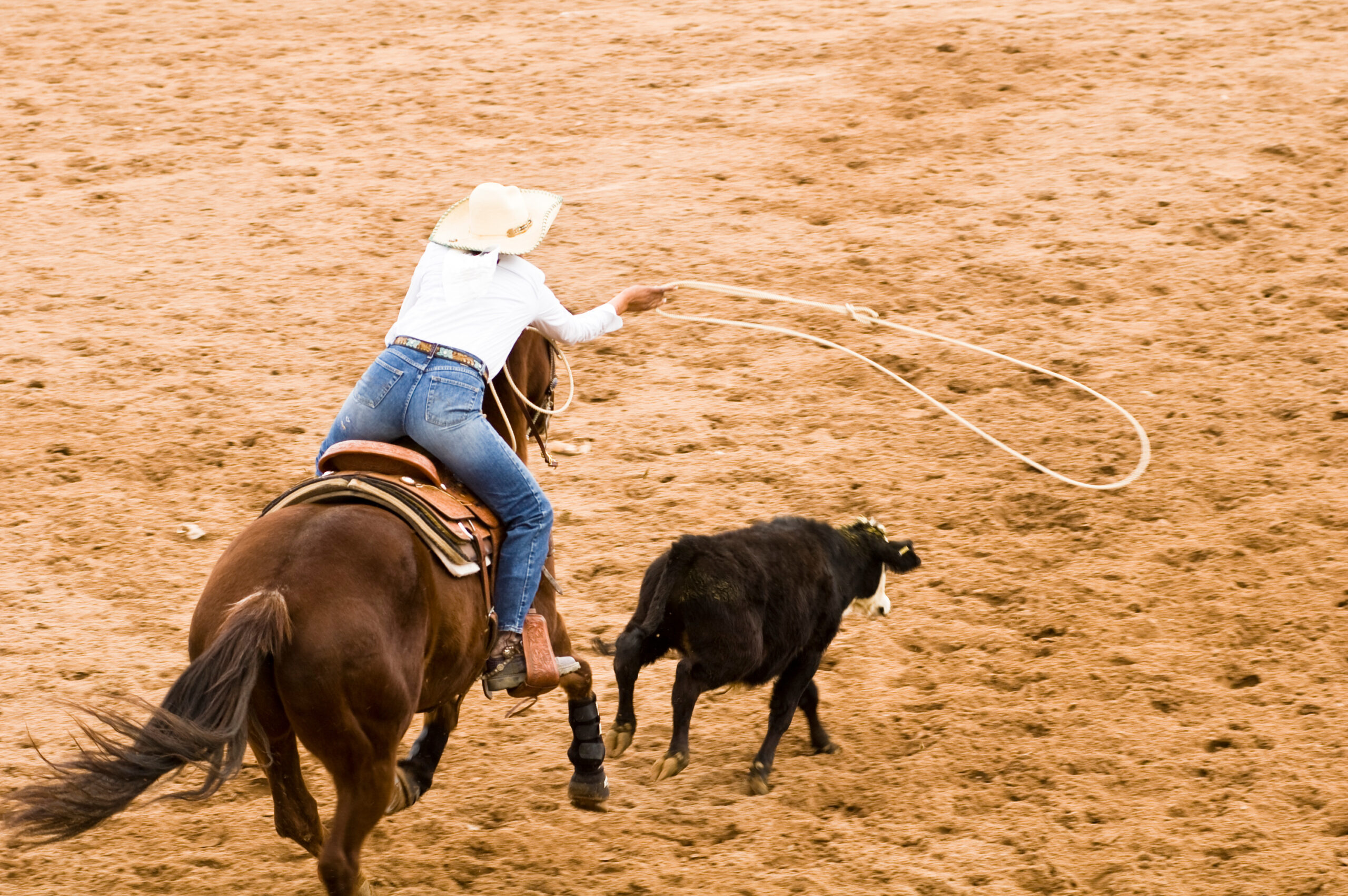 A man rides a dark brown horse attempting to rope a black and white calf. The rope suspends in mid-air.