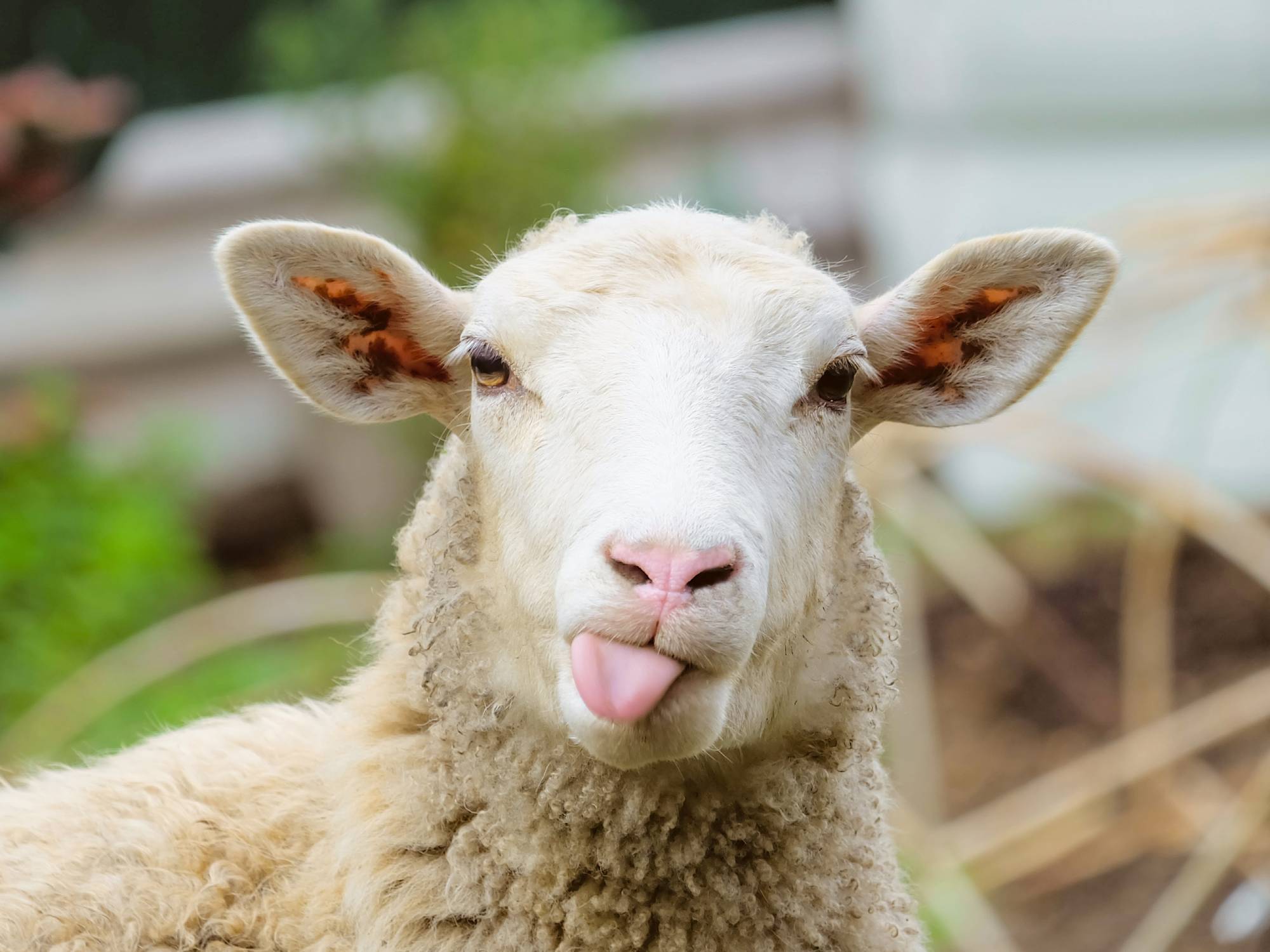 An adorable white sheep with a bright pink nose and the tip of its tongue sticking out up close and facing the camera.