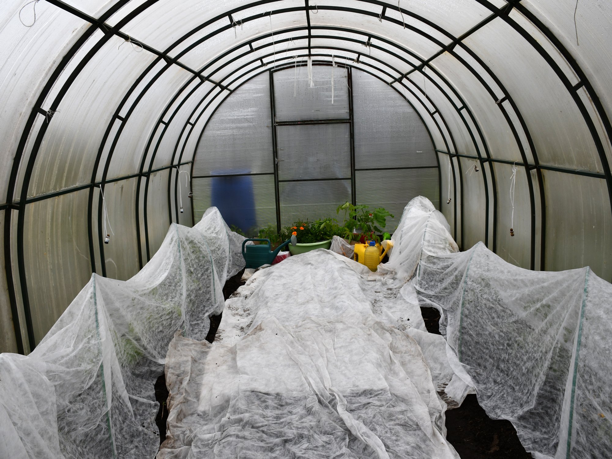 Inside view of a small greenhouse with a round structure. Plastic wraps cover various plants in three rows.