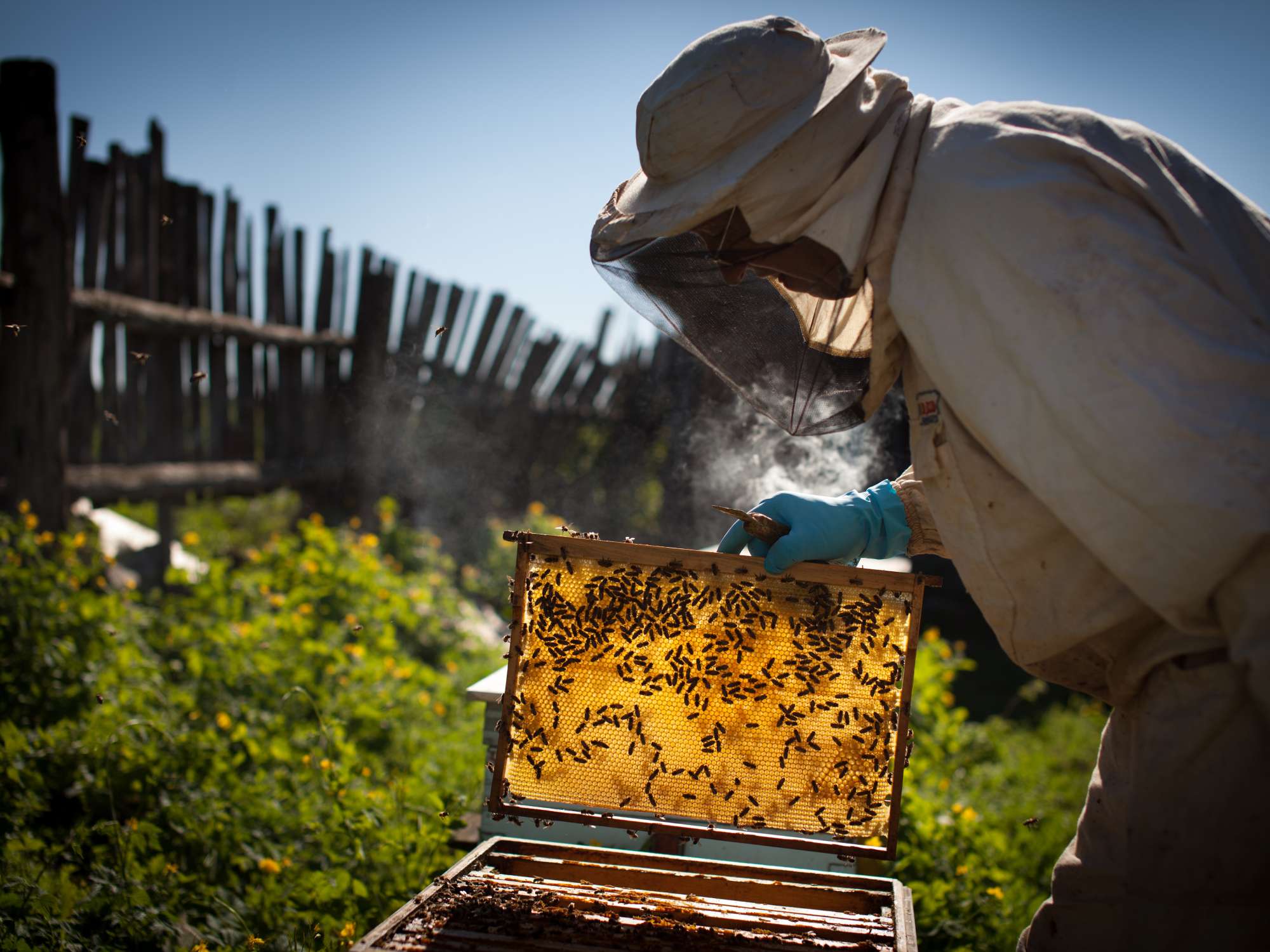 A beekeeper tending to their colonies outside. They're in traditional beekeeping protective gear with the hive open.