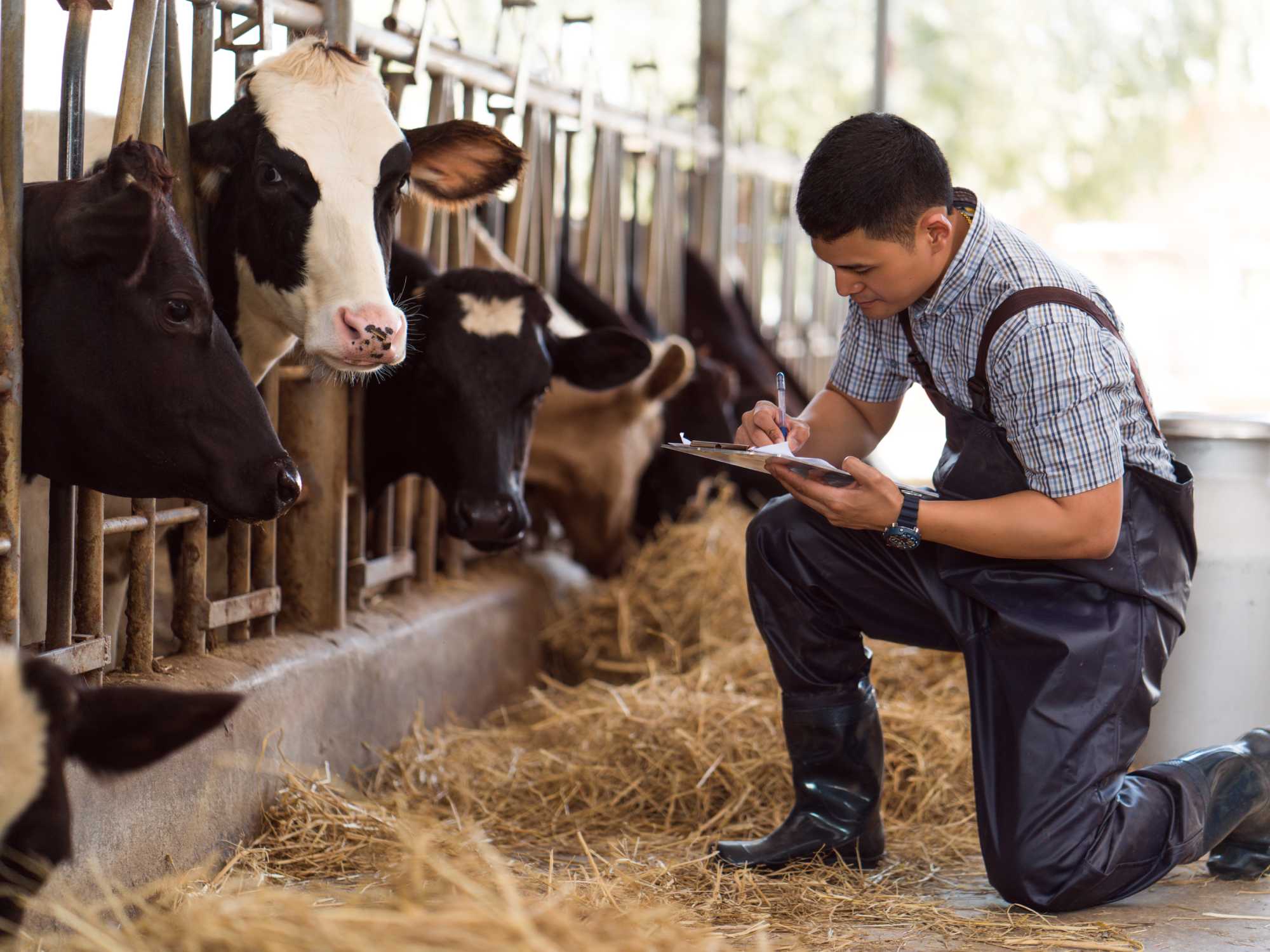 Male farmer on one knee wearing a plastic overall writing on a clipboard with multiple cows behind a large feeder.