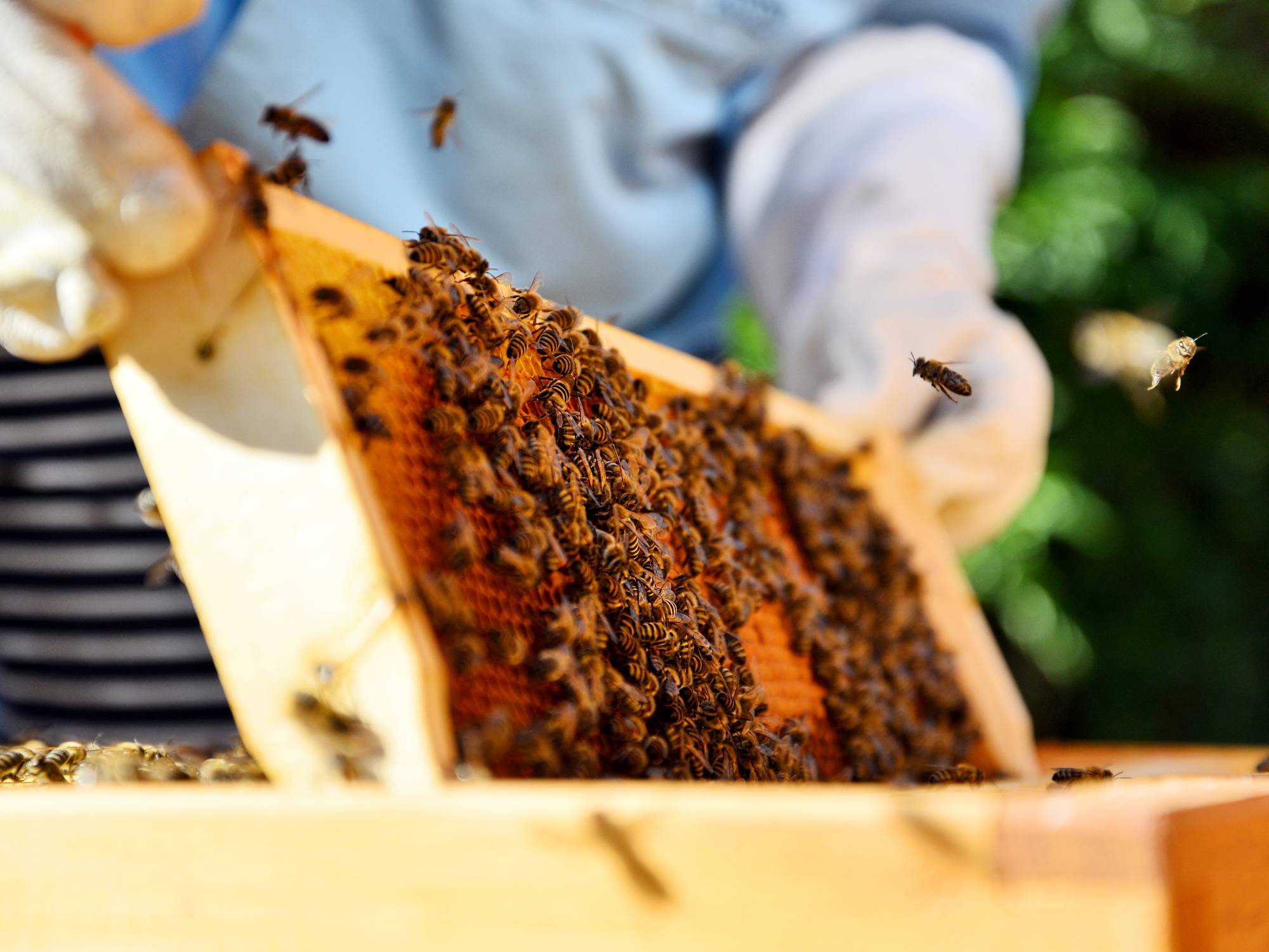 A beekeeper wearing white gloves holds a honey cell tray covered in honeybees while the sun shines brightly.