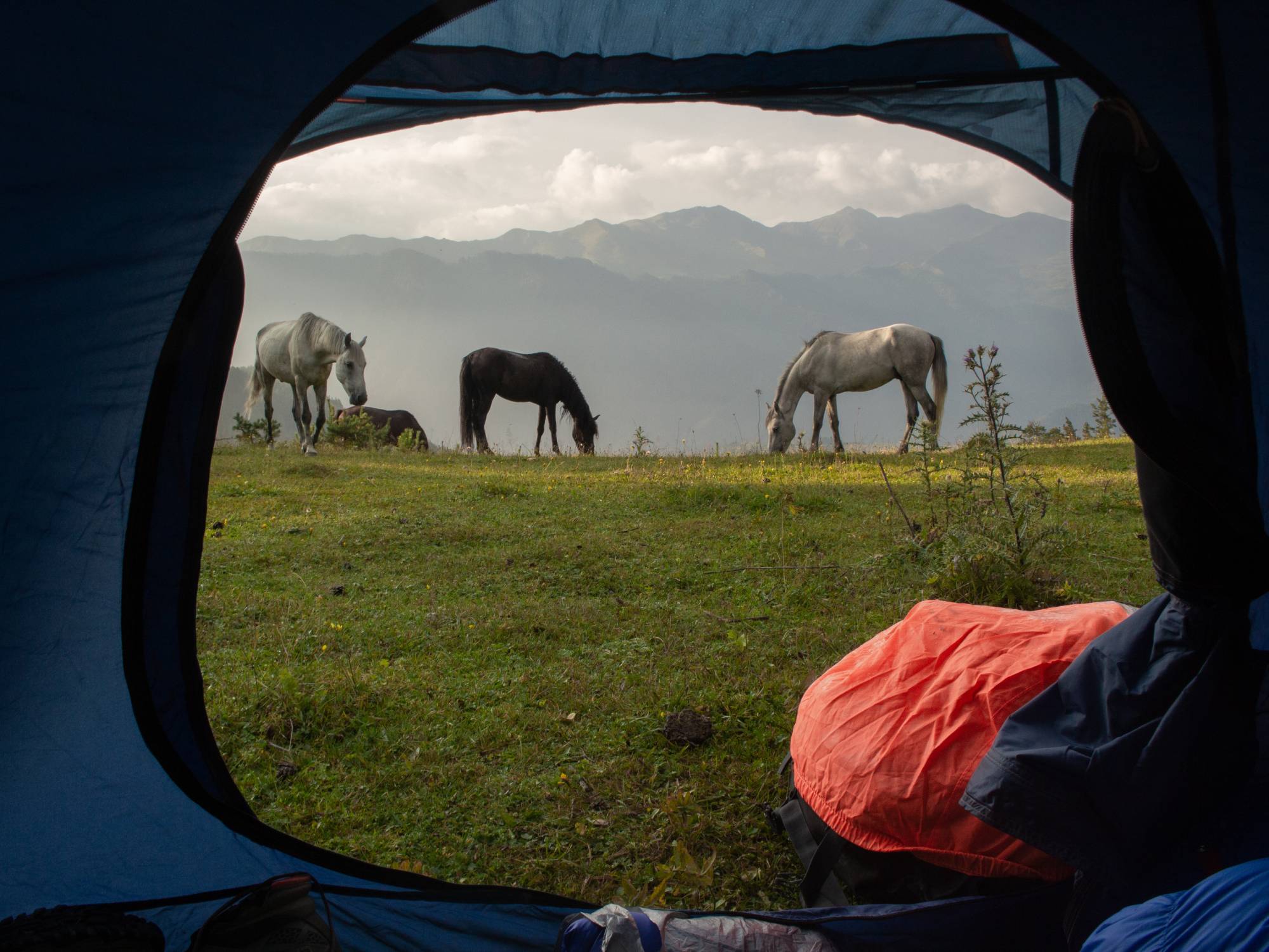 An open tent shows three horses grazing on the grass with mountains and cloudy skies in the background.