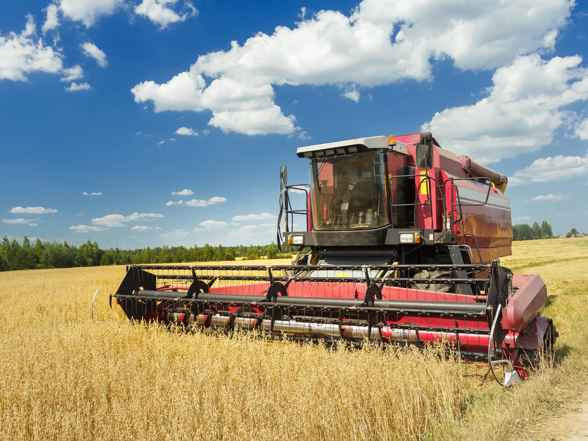 A large, red combine drives through a field harvesting oats. Mature trees line the edge of the field.