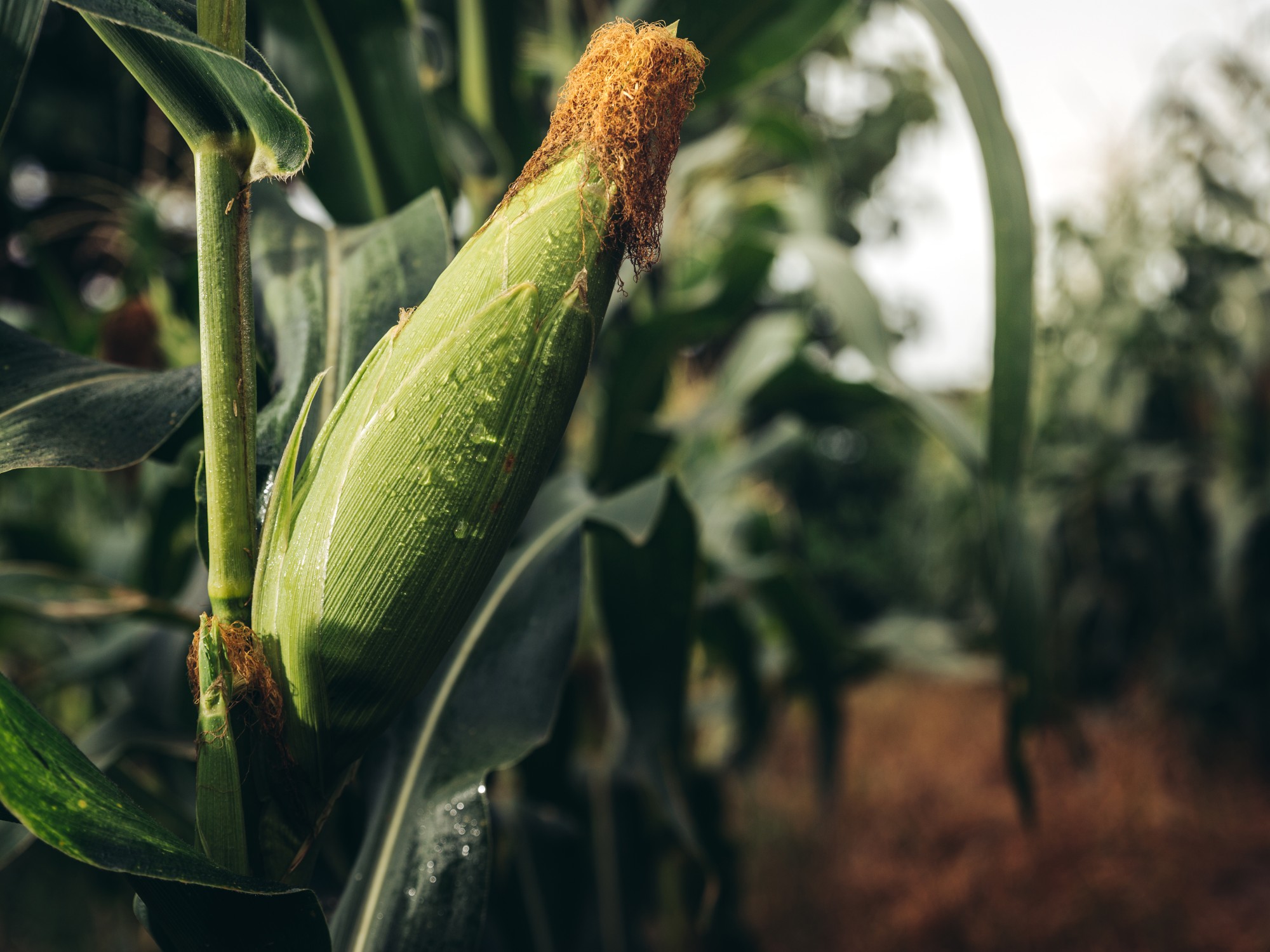 A close-up of corn on the cob with its husk on, covered in dew, still attached to the plant with blurred stalks behind.
