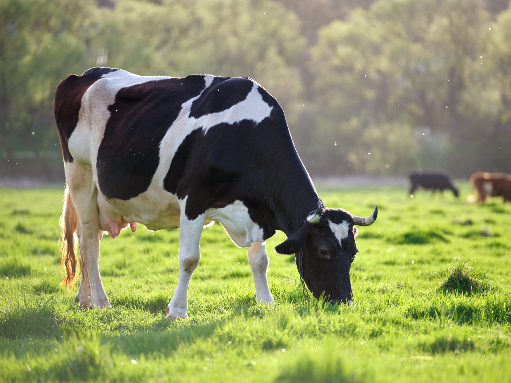 A black and white cow with short horns is grazing on grass in a pasture. A black cow and a brown cow appear in the background.