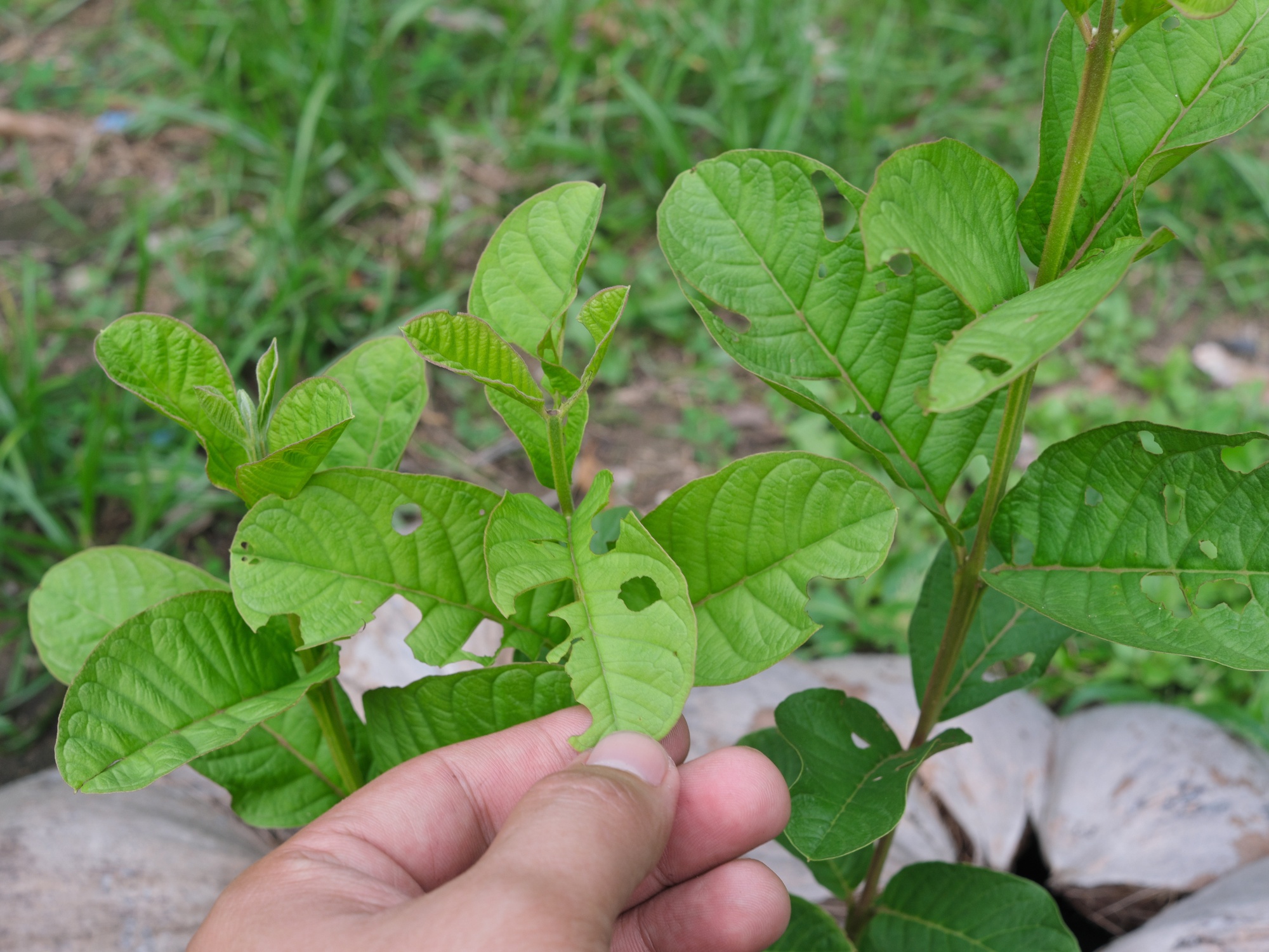 The Most Common Crop Diseases Found on Farms