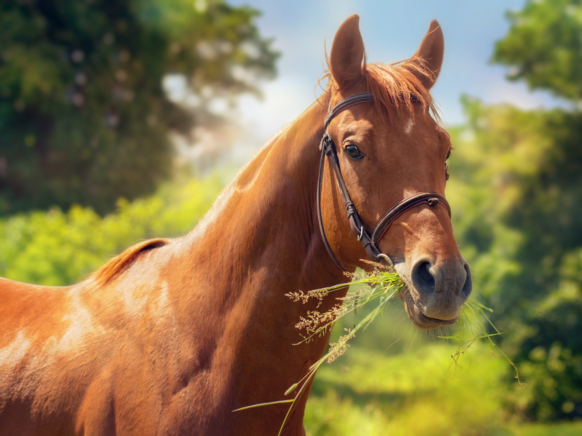 How Much Do Horses Need To Eat and Drink Each Day?