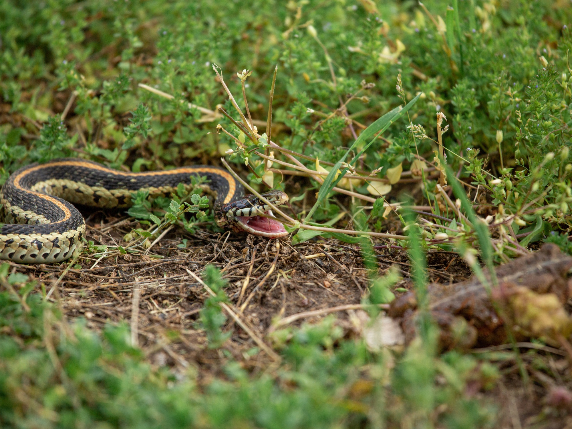 Snakes in the Yard: What To Do About Your Situation