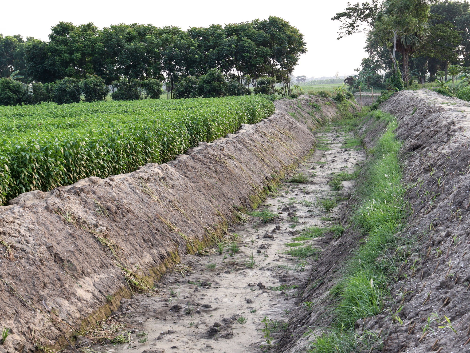 A ditch with tall, muddy sides sits between two fields of crops. The ditch is mainly empty except for a few puddles.