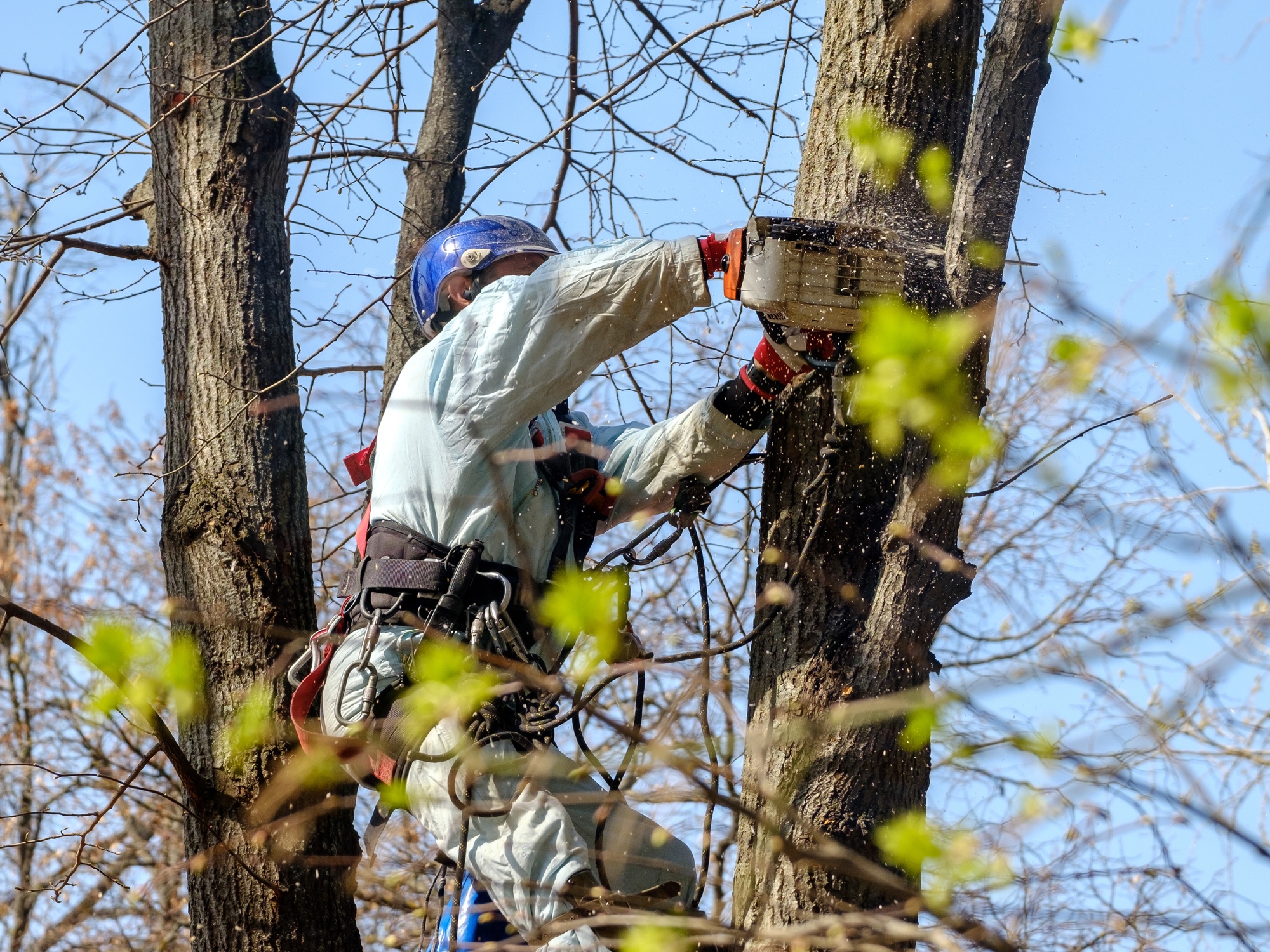A worker in a helmet and harness hangs from a tree while they use a chainsaw to cut down a tree limb.
