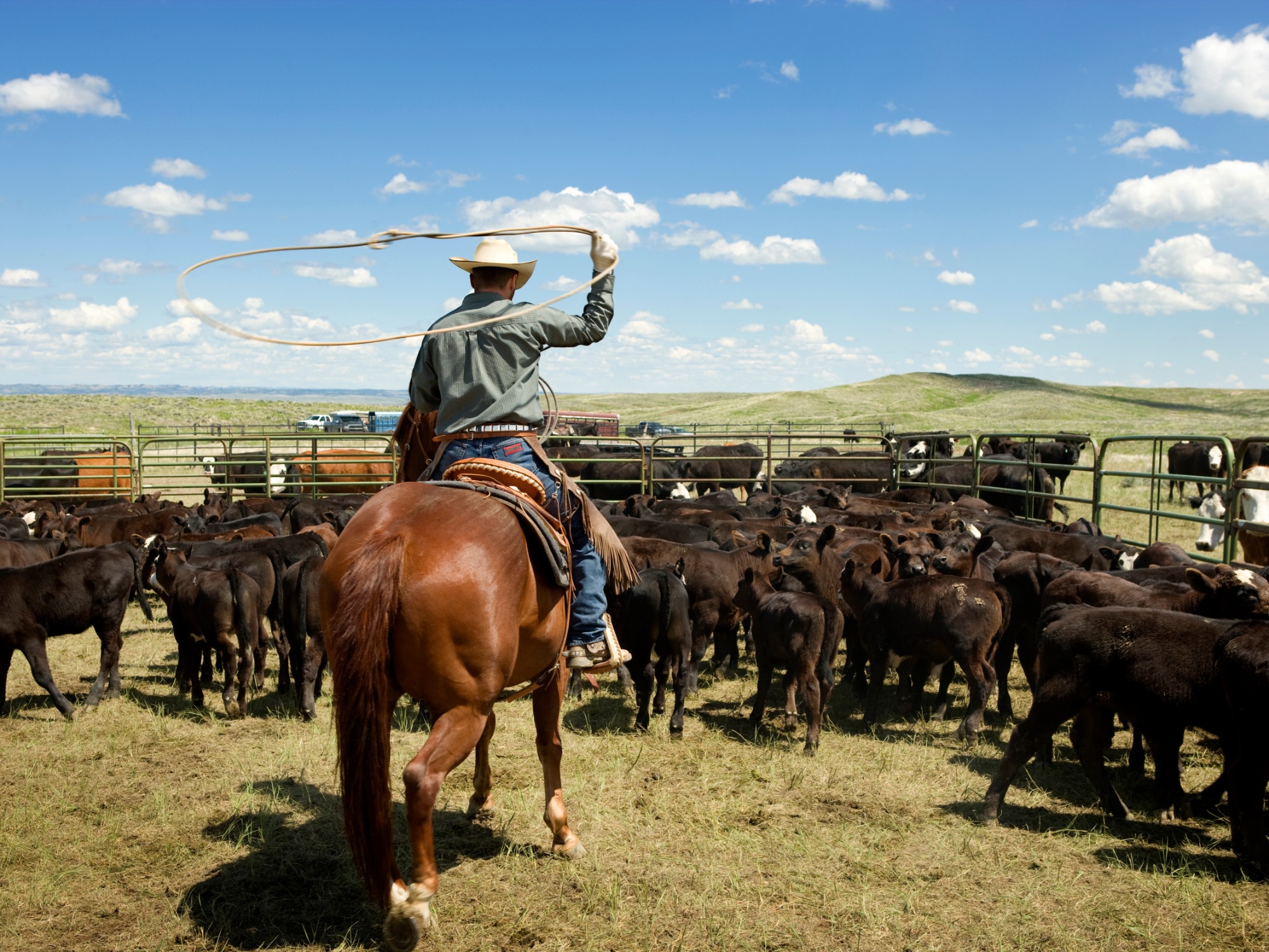 Building a Long-Term Growth Plan for Cattle Ranches