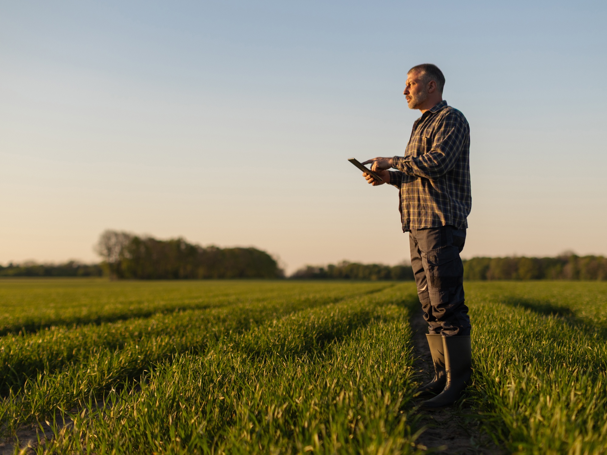 A man stands in a green crop field using a tablet at sunset, with open farmland and trees in the background.