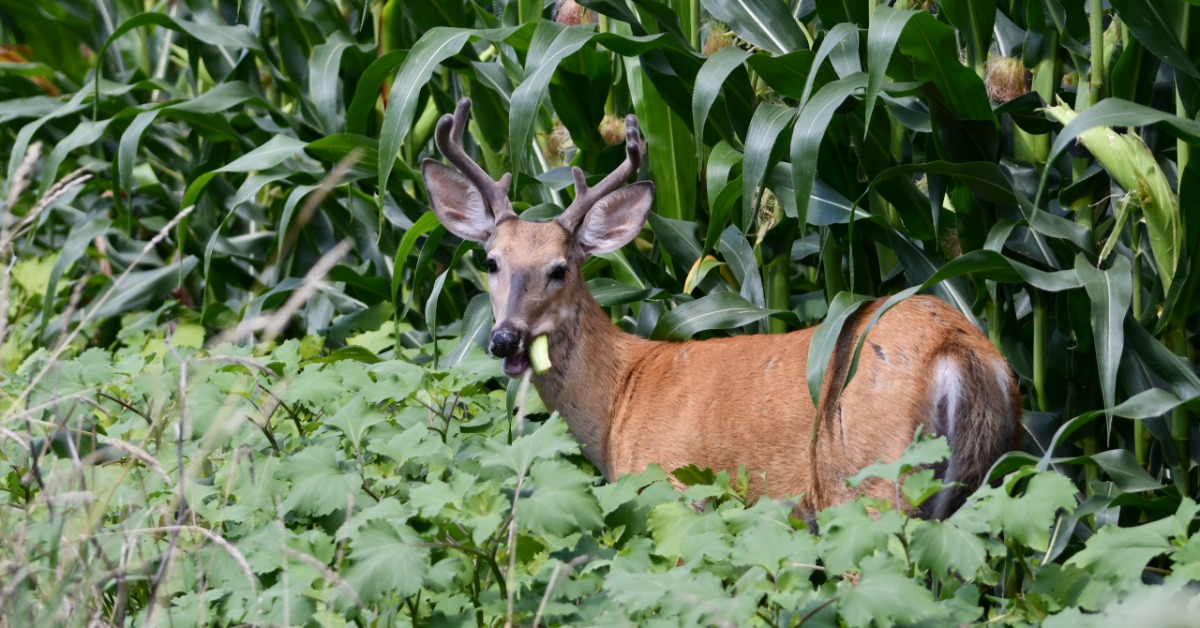 A deer is standing among green corn stalks and leafy plants. The animal is holding a piece of corn in its mouth.