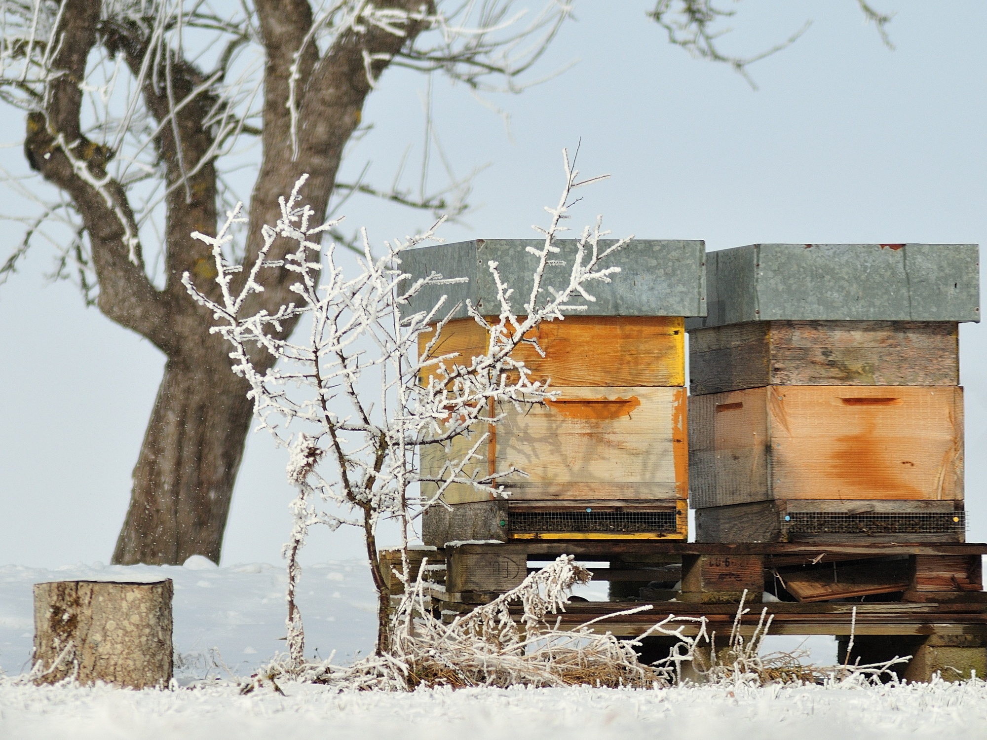 Common Winter Beekeeping Issues and How to Prepare